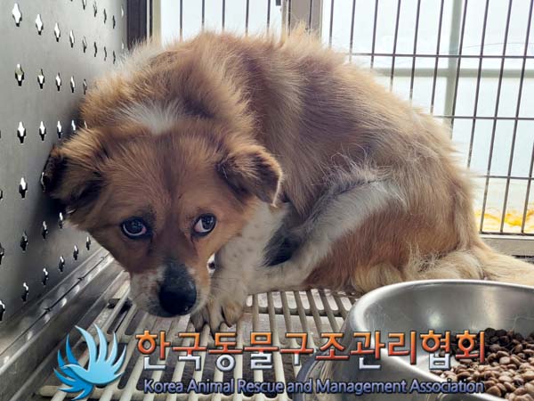종료(안락사) 믹스…
